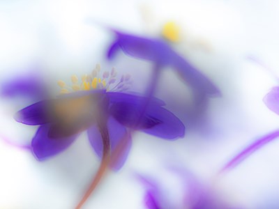 The Colours of Nature