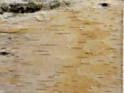 Mountain Art - Baumseelen