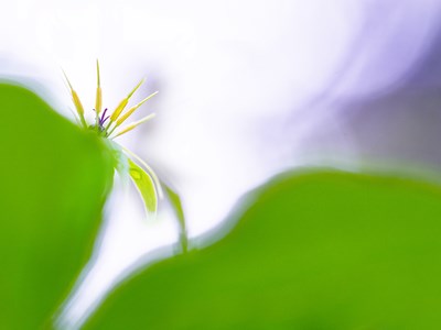 The Colours of Nature