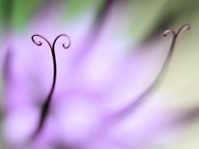 The Colours of Nature