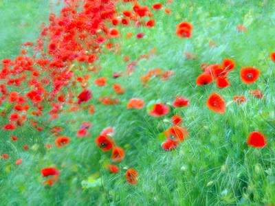 The Colours of Nature