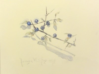 Aquarelle/acquerelli