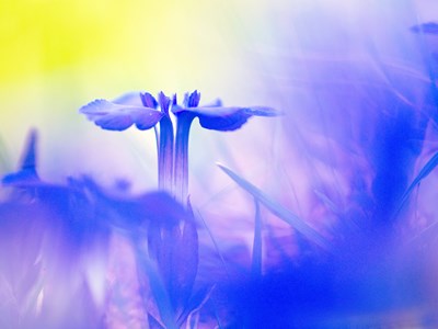 The Colours of Nature