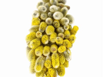 Frühling Sommer Winter Frühling