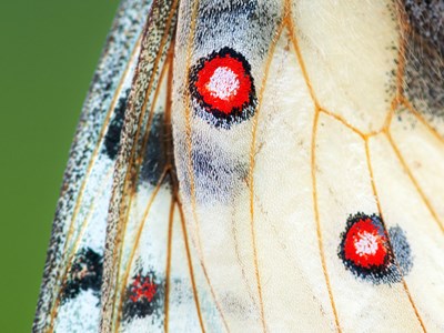 The Colours of Nature