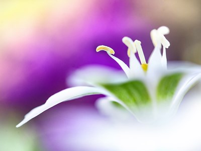 The Colours of Nature