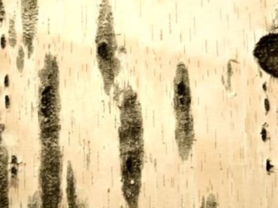 Mountain Art - Baumseelen