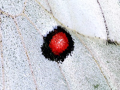 The Colours of Nature