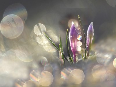 The Colours of Nature